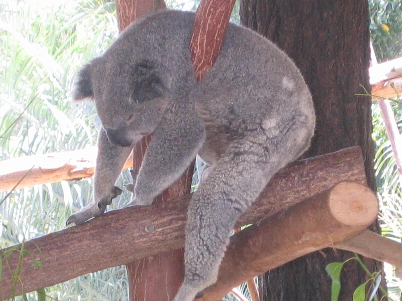 Koala Australia Zoo