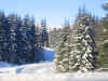snowy_trees.jpg (111671 bytes)